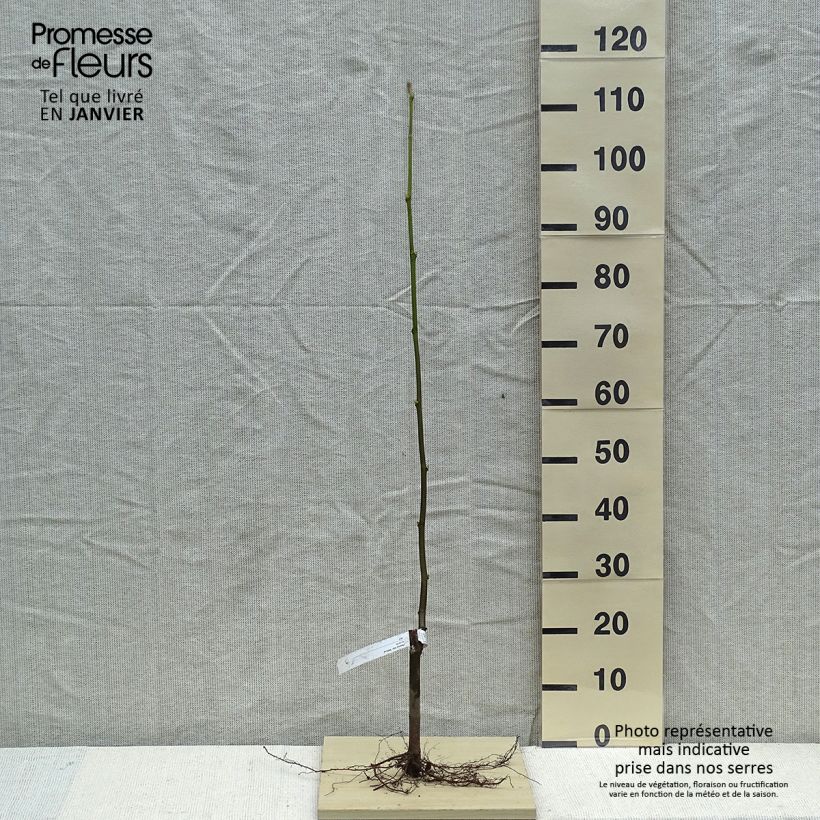 Example of Platanus x hispanica Malburg - Platane  Naakte wortel as you get in hiver