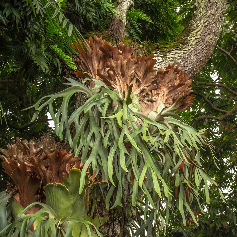 Platycerium alcicorne - Hertshoornvaren (Groeiplaats)