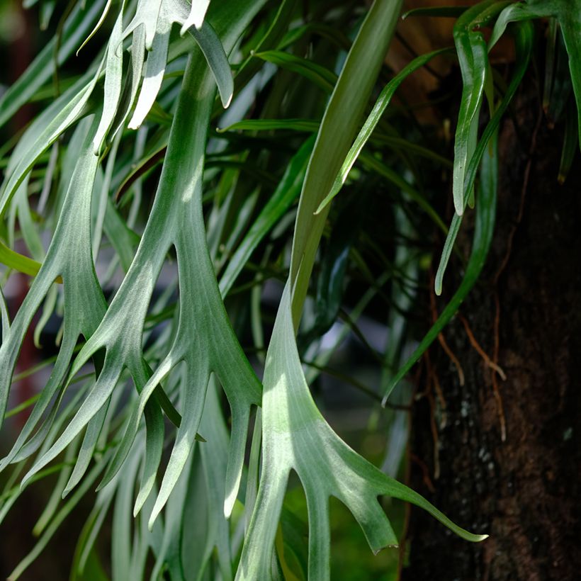 Platycerium bifurcatum - Hertshoornvaren (Blad)
