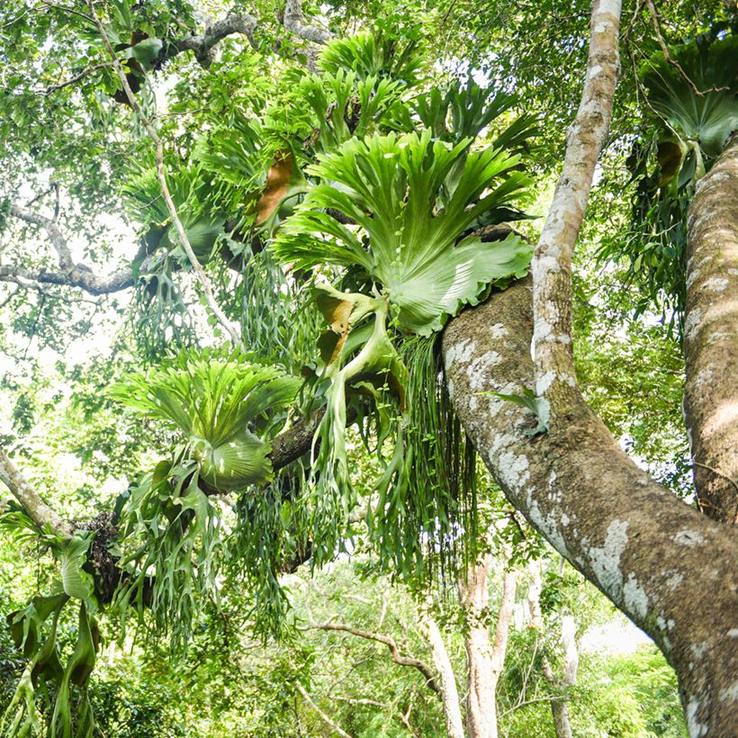 Platycerium bifurcatum - Hertshoornvaren (Groeiplaats)