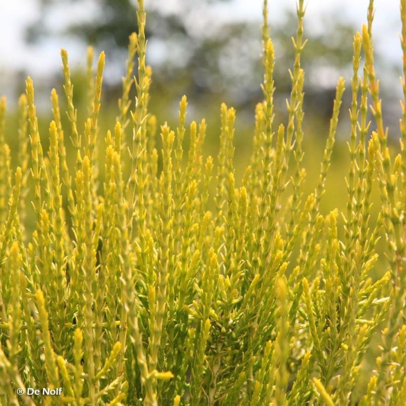 Platycladus orientalis Franky Boy - Oosterse levensboom (Foliage)