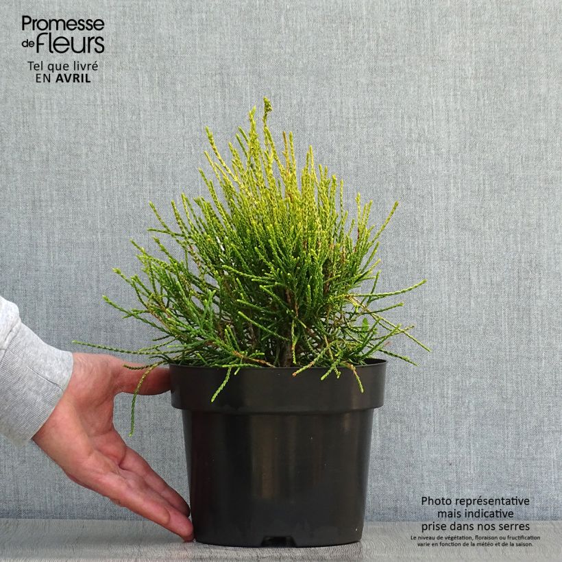 Exemplaar van Platycladus orientalis Franky Boy - Oosterse levensboom Pot van 2 l/3 l zoals geleverd in de lente