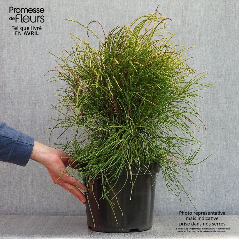 Exemplaar van Platycladus orientalis Franky Boy - Oosterse levensboom Pot van 7,5 l/10 l zoals geleverd in de lente