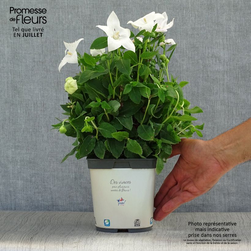 Exemplaar van Platycodon grandiflorus Astra Wit - Ballonklokje Pot van 2 l/3 l zoals geleverd in de zomer