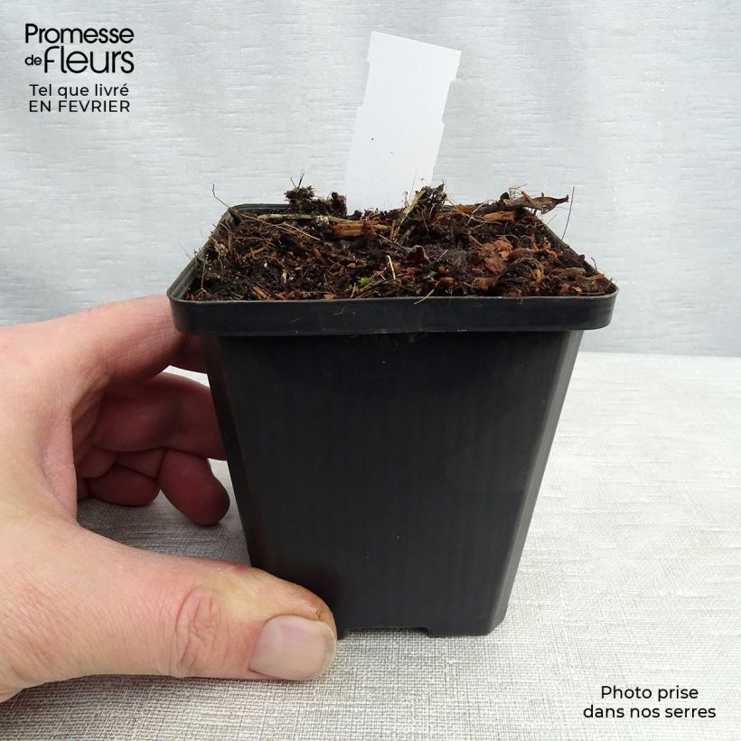 Example of Platycodon grandiflorus Fuji White Kweekpotje van 7/8 cm as you get in hiver