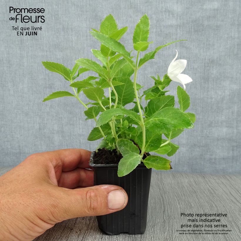 Exemplaar van Platycodon grandiflorus Fuji Wit - Ballonklokje Kweekpotje van 7/8 cm zoals geleverd in de zomer