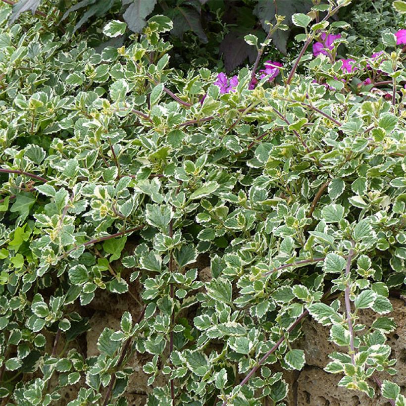 Plectranthus coleoides Variegatus - Mottenkruid (Plant habit)