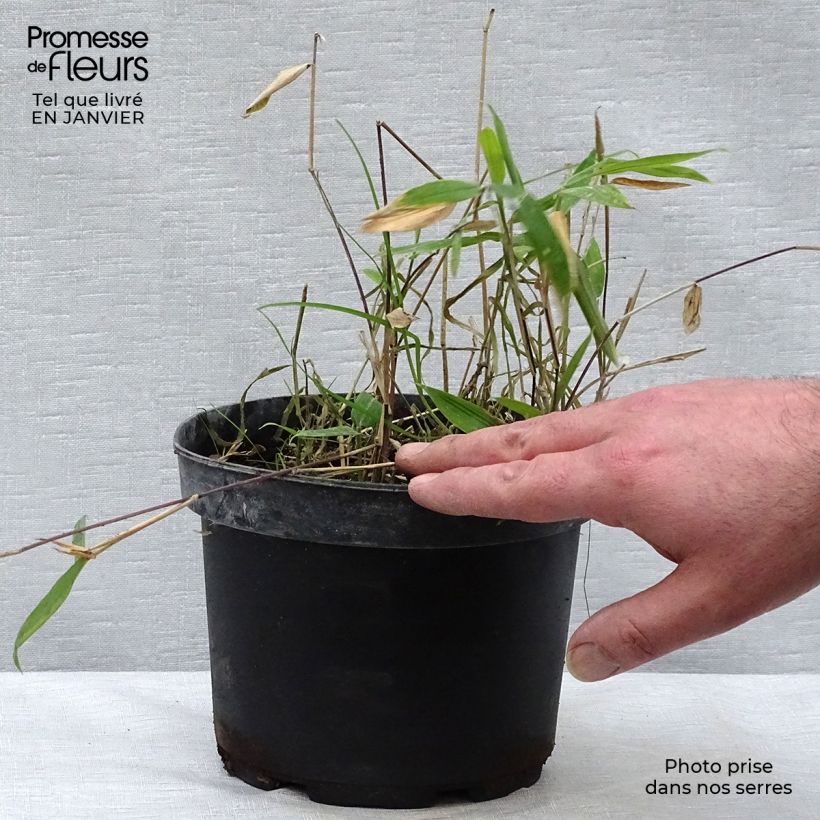 Example of Pleioblastus auricomus - Dwergbamboe Pot van 1 l/1,5 l as you get in hiver