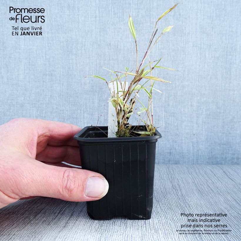 Example of Pleioblastus chino Elegantissimus - Petit bambou panaché Kweekpotje van 8/9 cm as you get in hiver