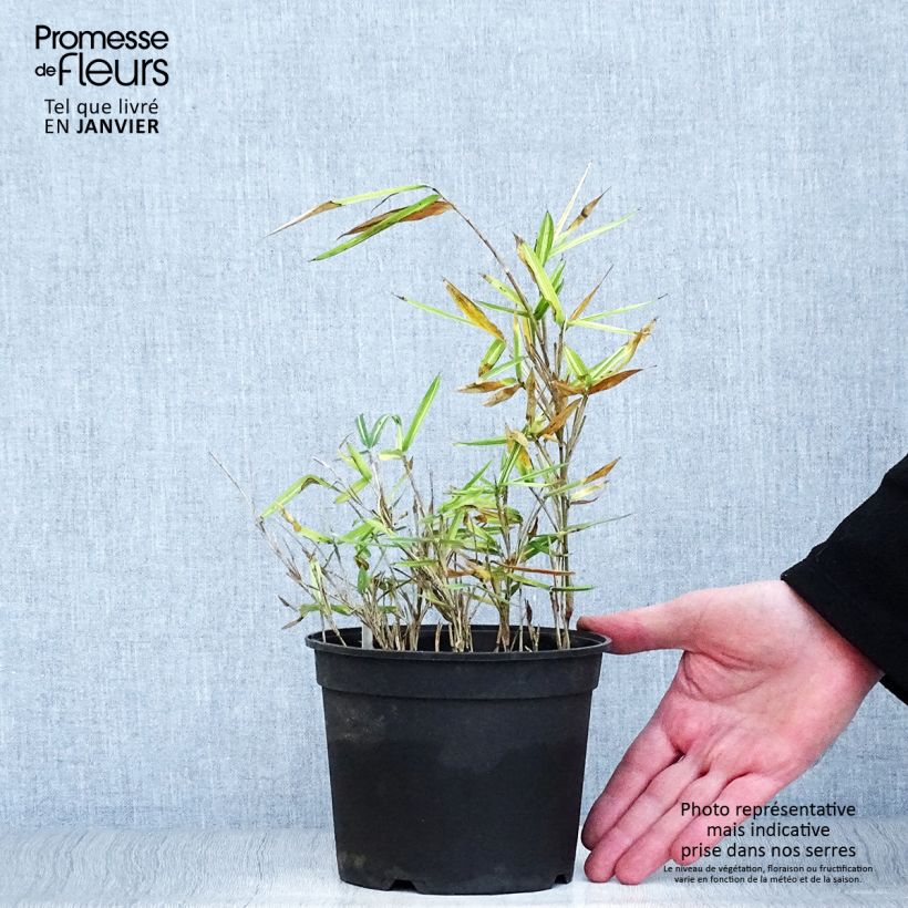 Example of Pleioblastus fortunei Variegatus - Dwergbamboe Pot van 1 l/1,5 l as you get in hiver