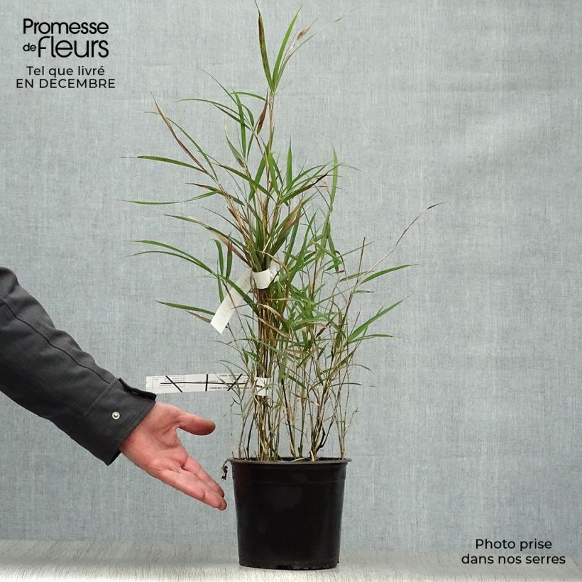 Example of Pleioblastus linearis - Bambou moyen 2/3L Pot van 2 l/3 l as you get in hiver