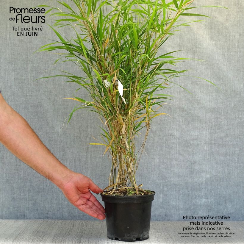 Exemplaar van Pleioblastus linearis - Dwergbamboe Pot van 2 l/3 l zoals geleverd in de zomer