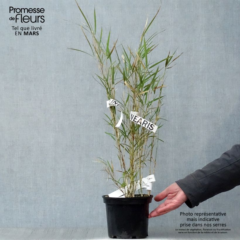 Exemplaar van Pleioblastus linearis - Dwergbamboe Pot van 2 l/3 l zoals geleverd in de lente