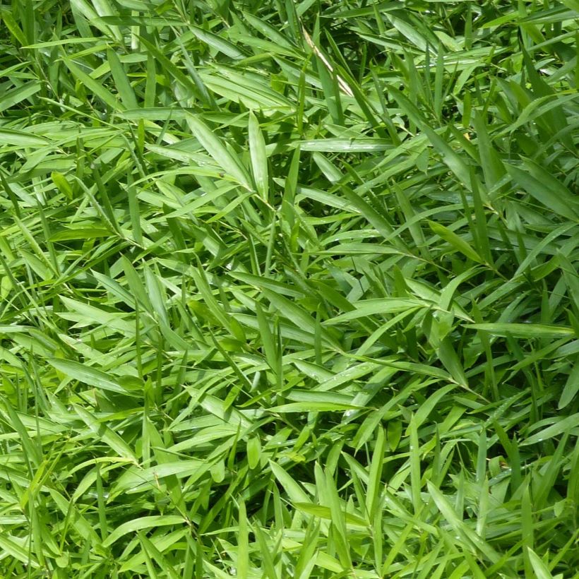 Pleioblastus pygmaeus Distichus - Dwergbamboe (Foliage)