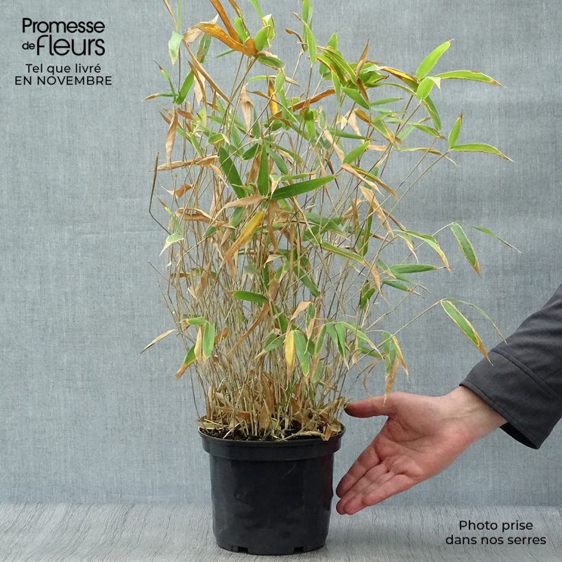 Exemplaar van Pleioblastus pygmaeus Distichus - Dwergbamboe Pot van 2 l/3 l zoals geleverd in de herfst