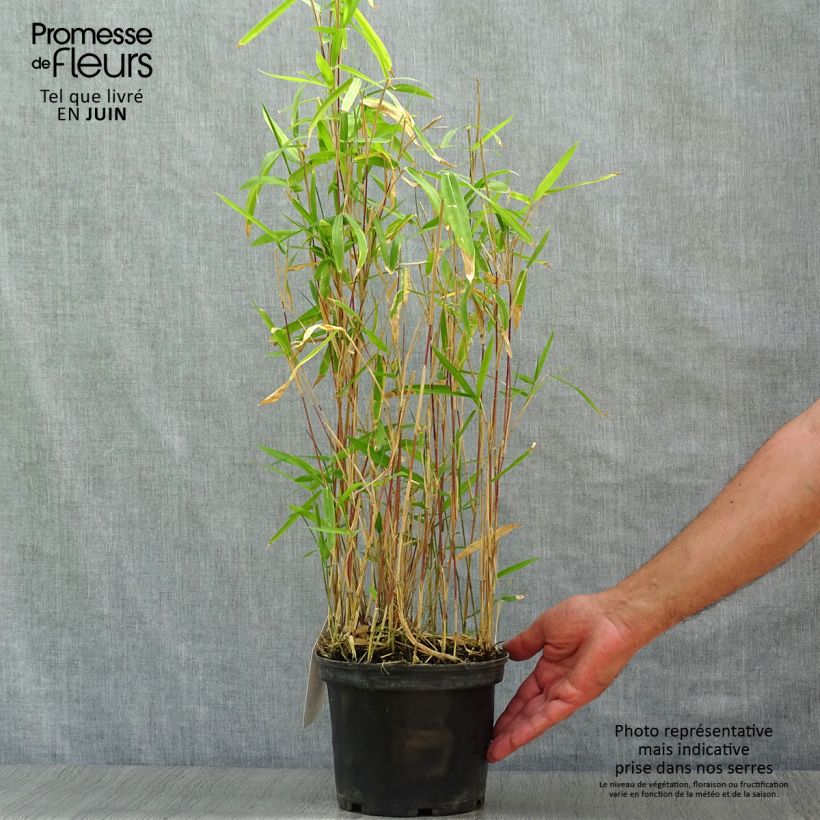 Exemplaar van Pleioblastus pygmaeus Distichus - Dwergbamboe Pot van 2 l/3 l zoals geleverd in de zomer