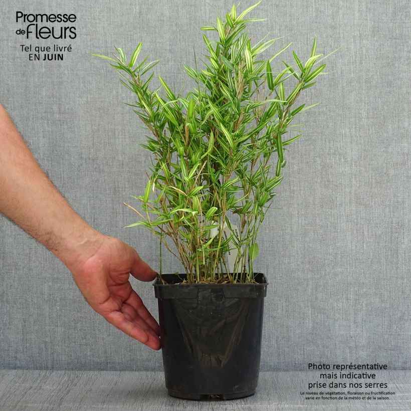 Exemplaar van Pleioblastus shibuyanus Tsuboï - Dwergbamboe bont Pot van 1,5 l/2 l zoals geleverd in de zomer