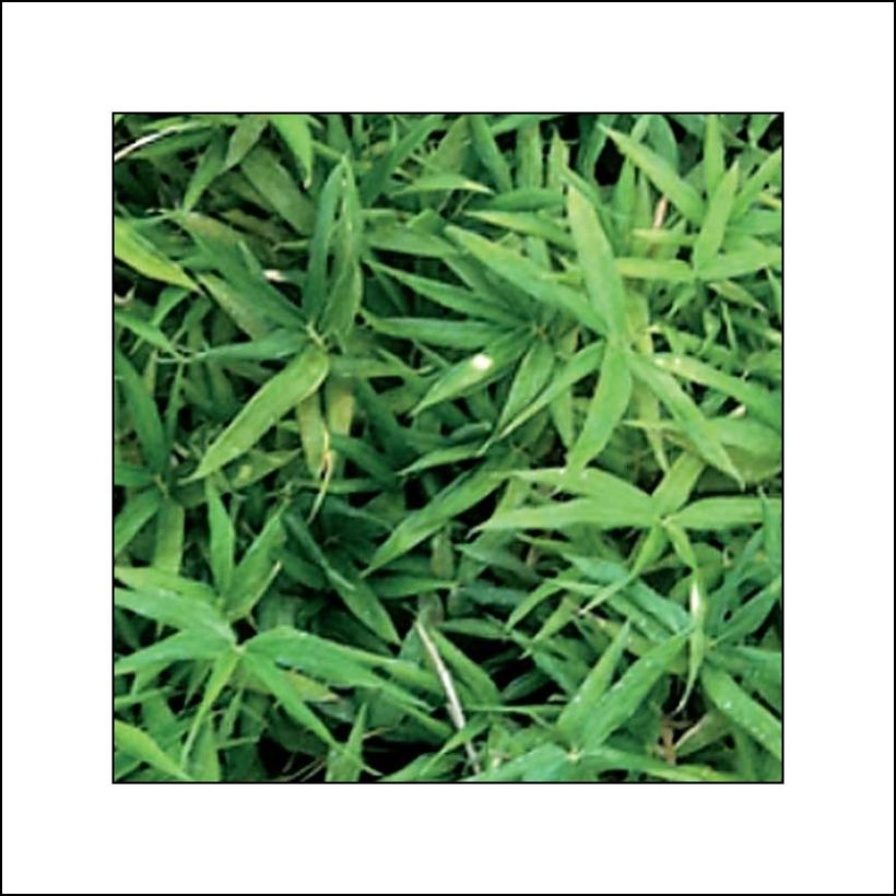 Pleioblastus viridistriatus Vagans - Dwergbamboe (Blad)