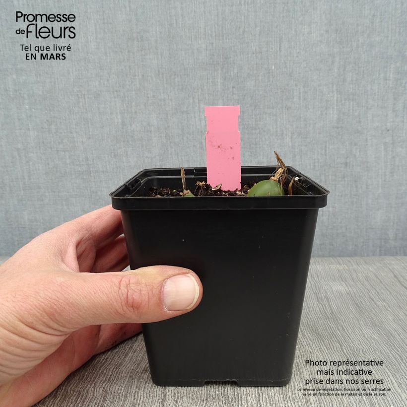 Example of Pleione Glacier Peak - Aardorchidee Pot van 1 l/1,5 l as you get in hiver