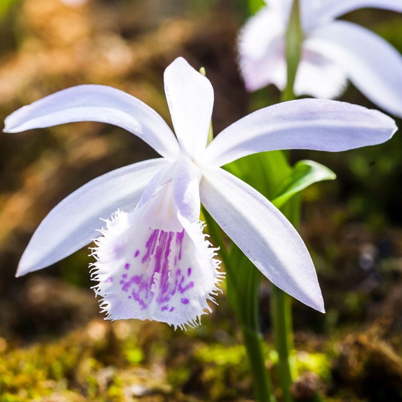 Pleione Glacier Peak - Aardorchidee (Flowering)