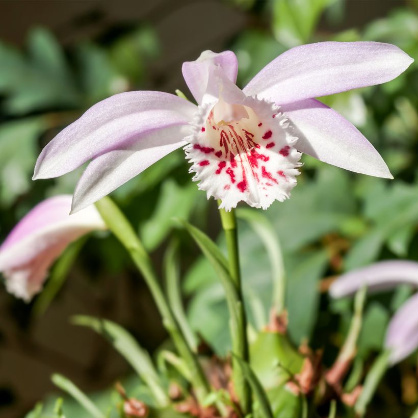 Pleione Glacier Peak - Aardorchidee (Plant habit)