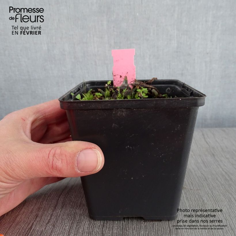 Example of Pleione Tongariro - Orchidée terrestre Pot van 1 l/1,5 l as you get in hiver