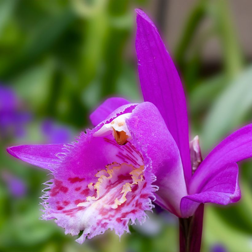 Pleione Tongariro - Aardorchidee (Flowering)