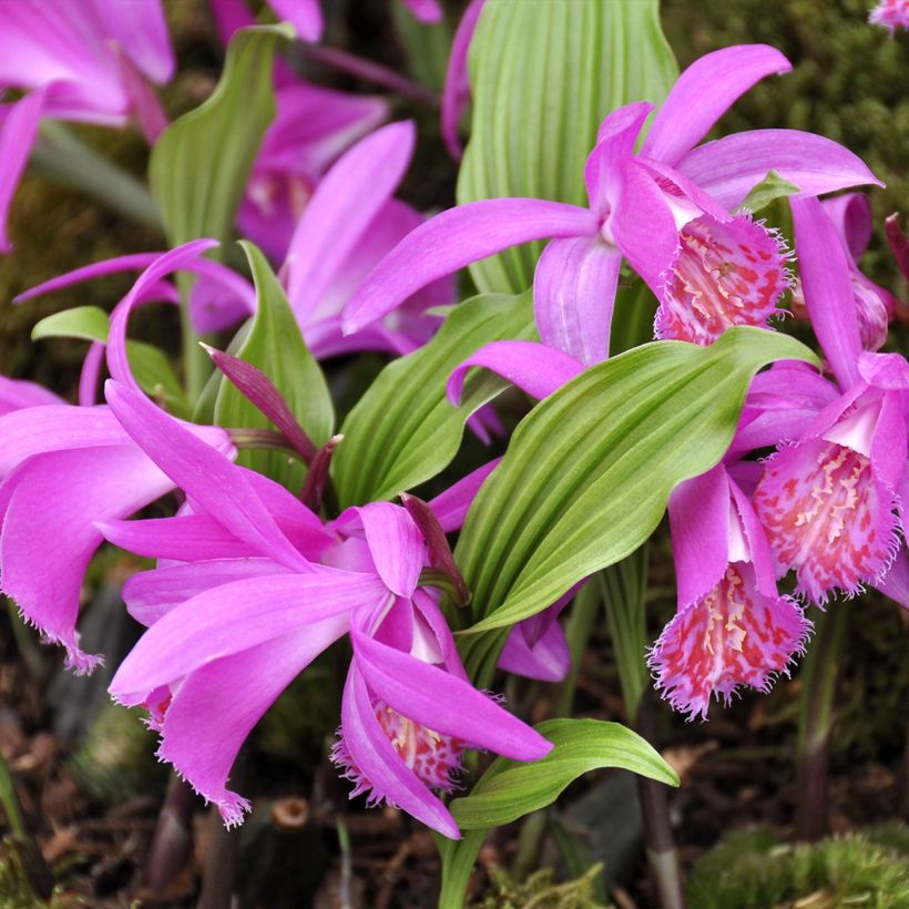 Pleione Tongariro - Aardorchidee (Plant habit)
