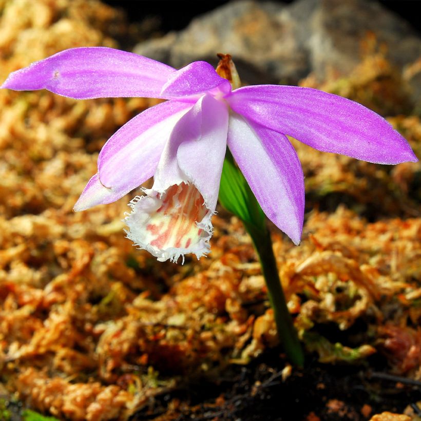 Pleione formosana - Aardorchidee (Flowering)