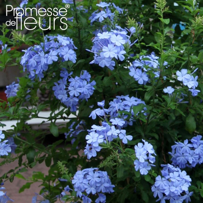 Plumbago auriculata Dark Blue - Mannentrouw (Flowering)