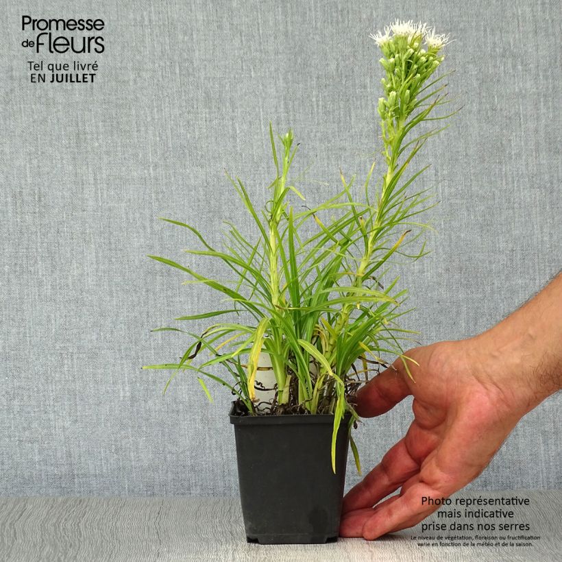 Exemplaar van Liatris spicata Alba - Knopige slangenwortel Kweekpotje van 8/9 cm zoals geleverd in de zomer
