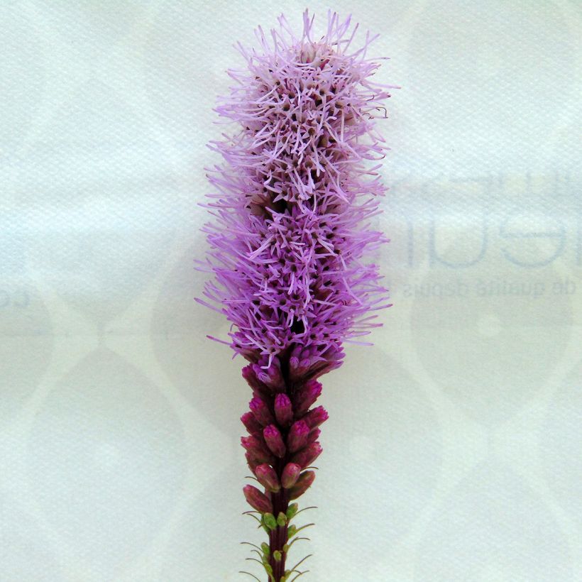 Liatris spicata Floristan Violet - Knopige slangenwortel (Flowering)