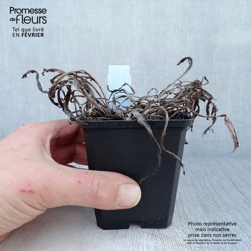 Example of Plume du Kansas, Liatris spicata Floristan Violet Kweekpotje van 8/9 cm as you get in hiver