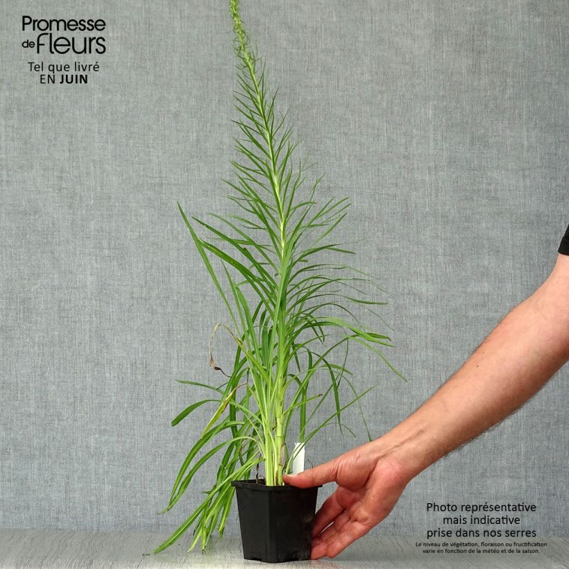 Exemplaar van Liatris spicata Floristan White - Knopige slangenwortel Kweekpotje van 8/9 cm zoals geleverd in de zomer