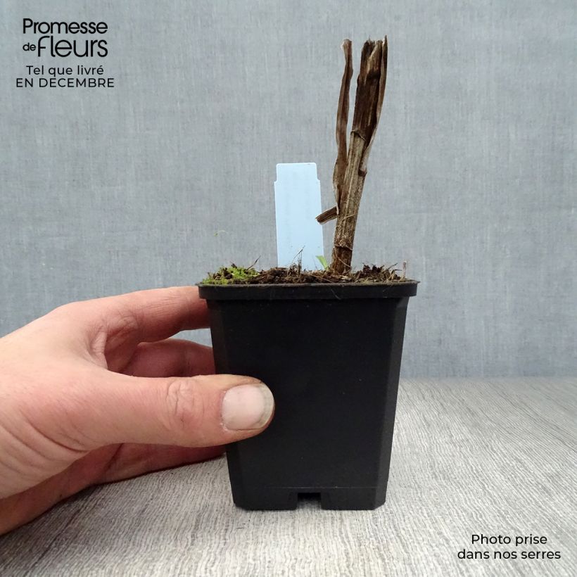 Example of Plume du Kansas - Liatris spicata Floristan White Kweekpotje van 8/9 cm as you get in hiver