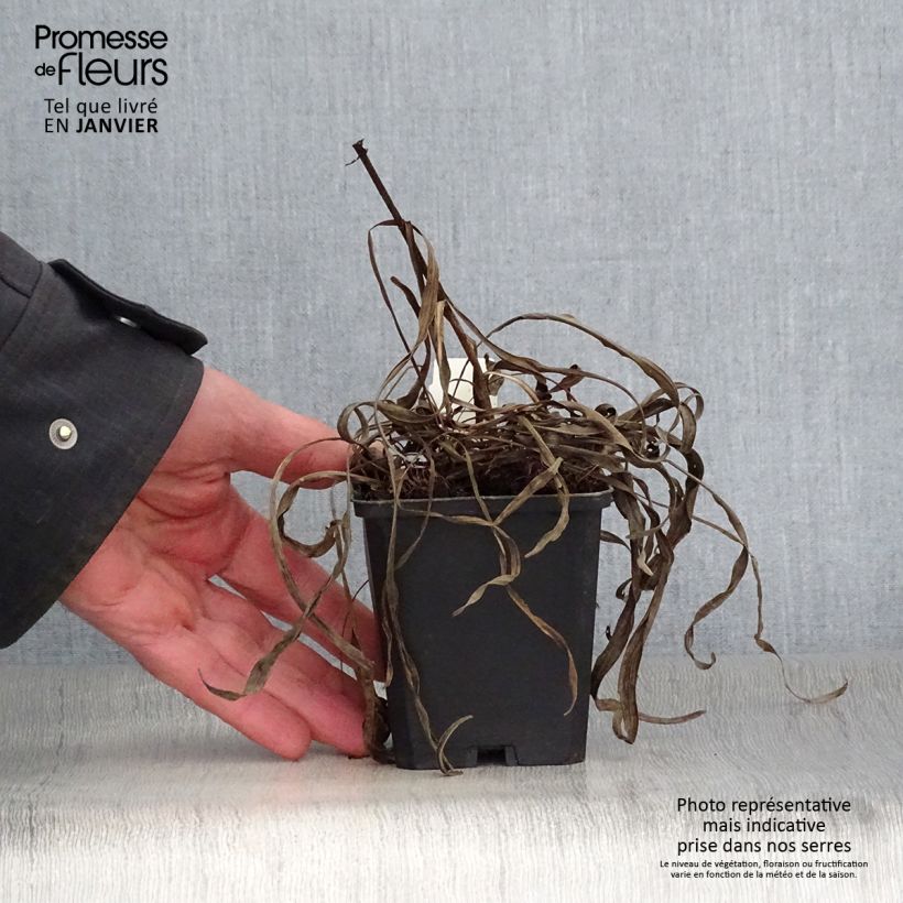 Example of Plume du Kansas ou Liatris spicata Kobold Kweekpotje van 8/9 cm as you get in hiver