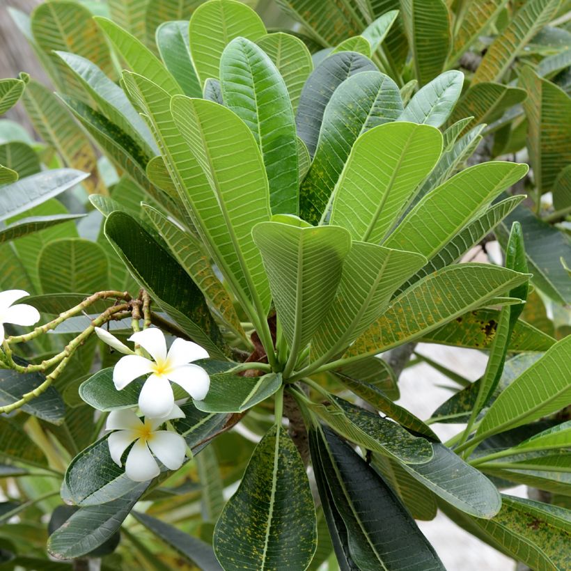 Plumeria obtusa - Frangipanier (Foliage)
