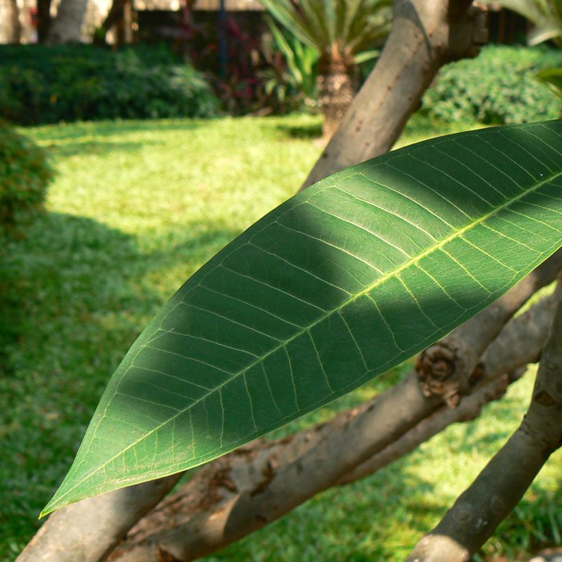 Plumeria rubra - Frangipanier (Foliage)