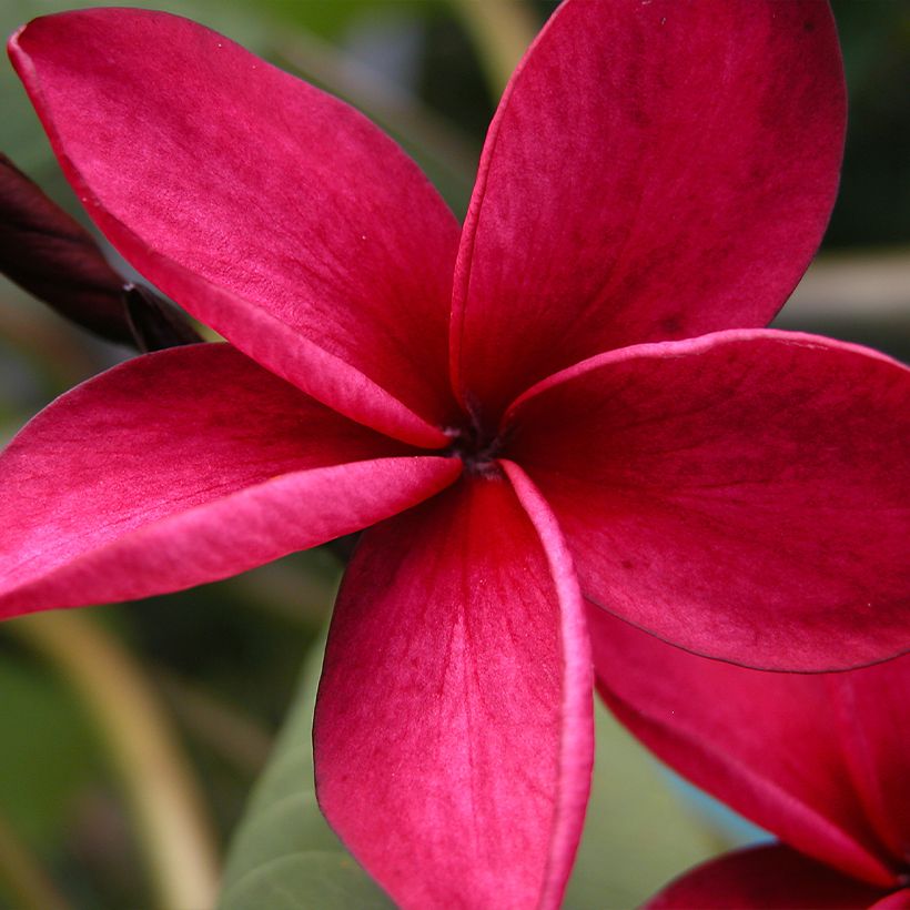 Plumeria rubra - Frangipanier (Flowering)