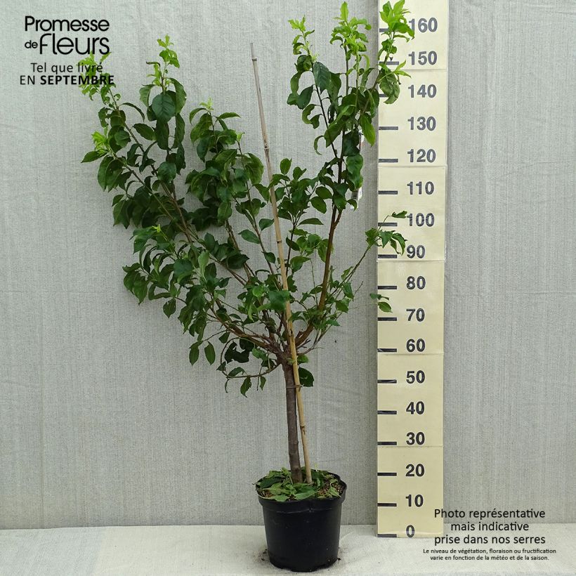 Exemplaar van Pluot - Prunus salicina × armeniaca Flavor Candy Pot van 7,5 l/10 l, Kelkvormig zoals geleverd in de zomer