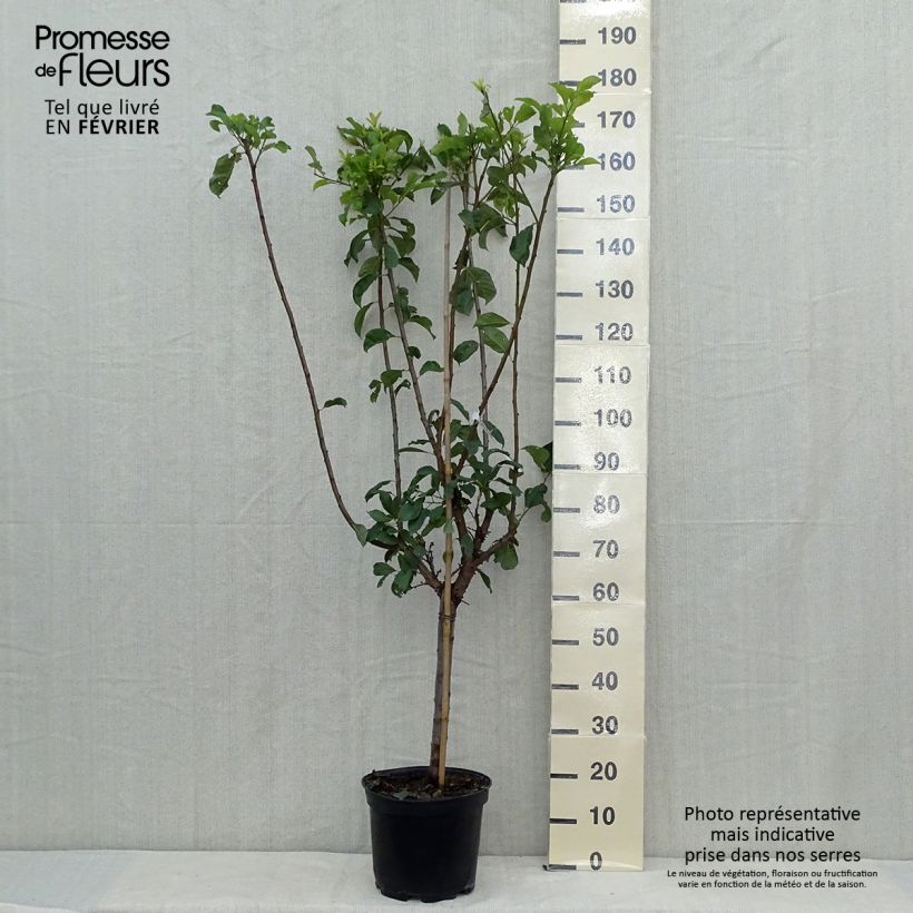 Exemplaar van Pluot - Prunus salicina × armeniaca Flavor Supreme Pot van 7,5 l/10 l, Kelkvormig zoals geleverd in de herfst