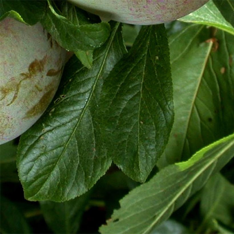 Pluot - Prunus salicina × armeniaca Flavor Supreme (Blad)