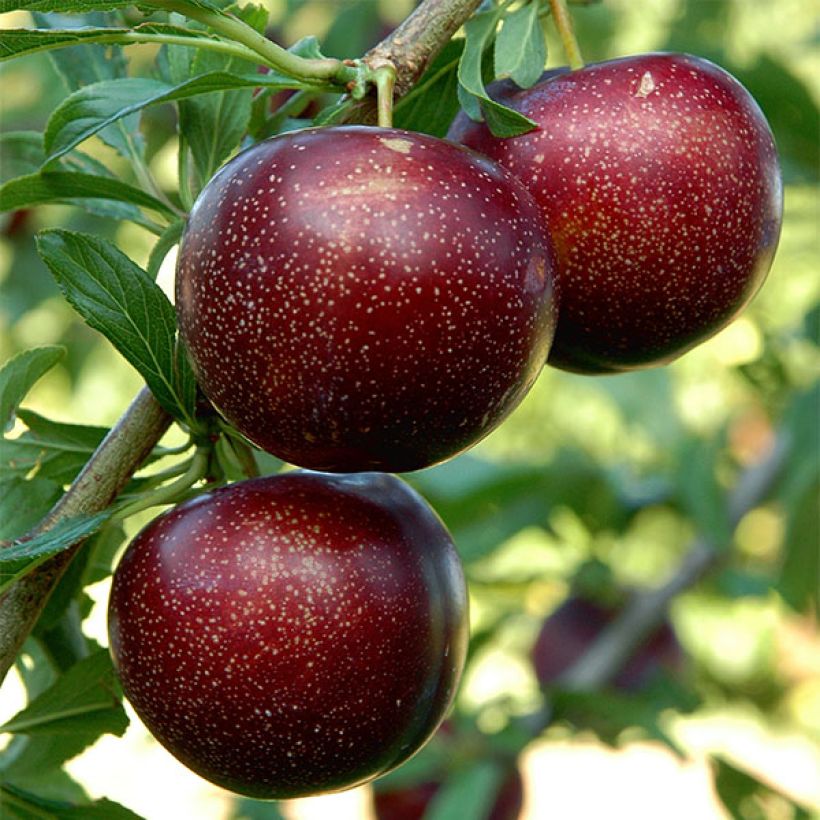 Pluot - Prunus salicina Purple Candy (Oogst)