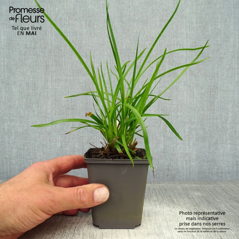 Exemplaar van Poa chaixii - Bergbeemdgras Kweekpotje van 8/9 cm zoals geleverd in de lente