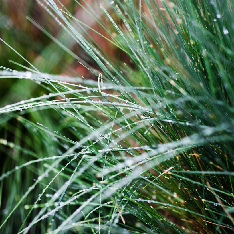 Poa glauca Blue Hills - Blauwzwenkgras (Blad)