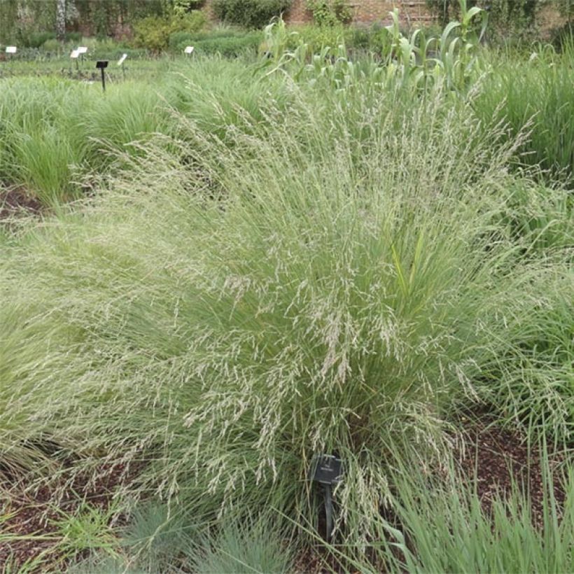 Poa labillardieri - Beemdgras (Plant habit)