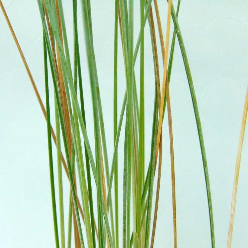 Poa labillardieri - Beemdgras (Foliage)