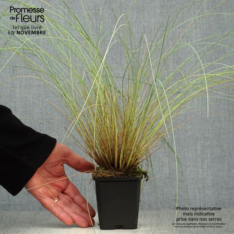 Exemplaar van Poa labillardieri - Beemdgras Kweekpotje van 8/9 cm zoals geleverd in de herfst