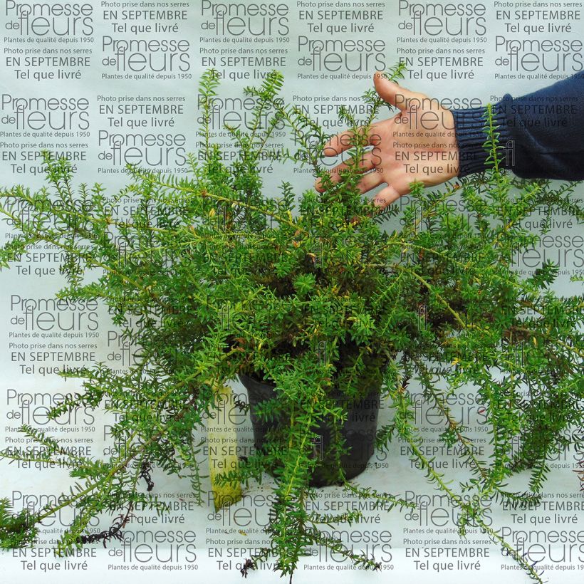 Example of Podocarpus des neiges - Podocarpus nivalis                                Pot van 2 l/3 l as you get