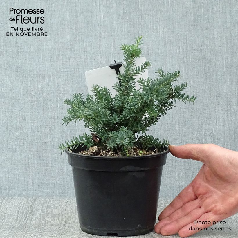 Exemplaar van Podocarpus lawrencii Blue Gem - Tasmaanse conifeer Pot van 2 l/3 l zoals geleverd in de herfst